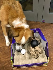 Karton mit Bällen als Hundespielzeug