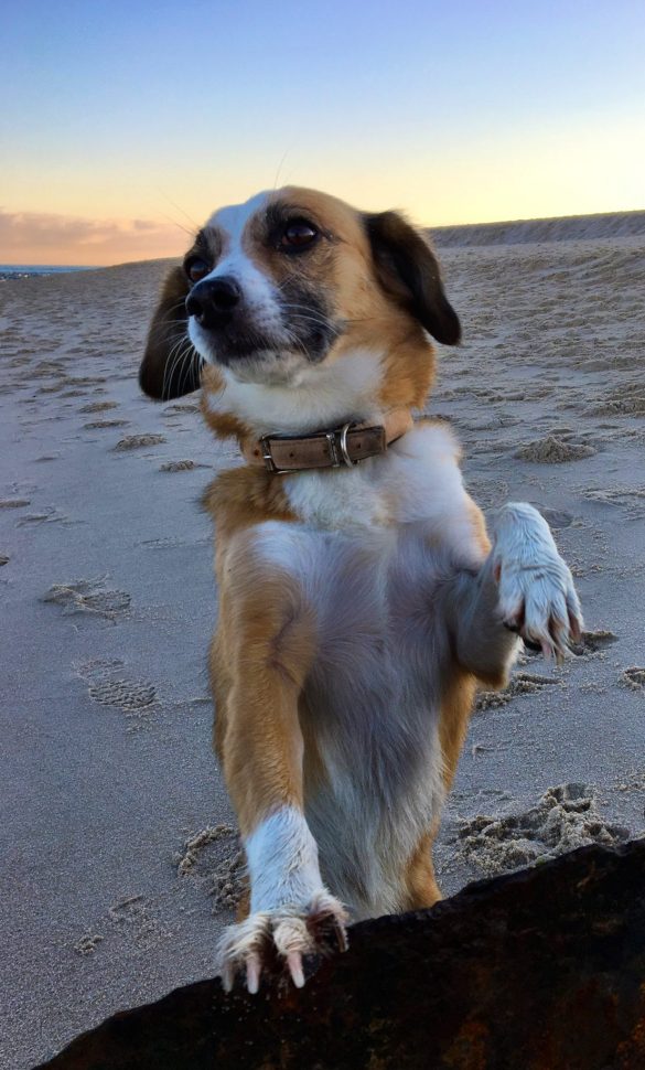 Hund am Strand winkt in die Kamera