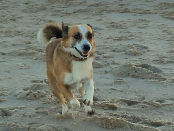 Hund rennt am Strand auf Sylt