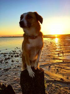 Hund auf einem Pfal bei Sonnenuntergang am Sylter Ellenbogen