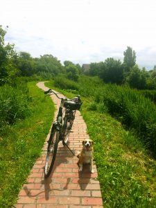 Fahrrad und Hund auf wunderschönem Fahrradweg