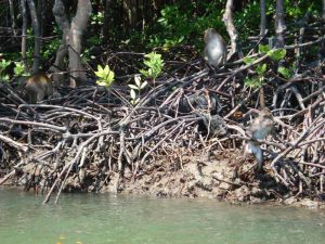 Mangrovenwälder auf Koh Lanta
