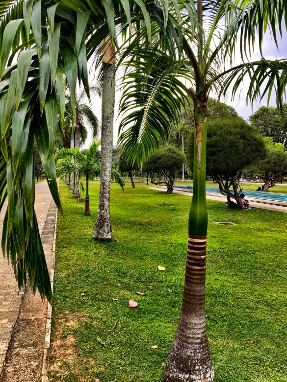 Palmen im Viharamahadevi Park