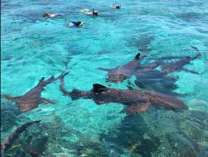 Schwimmen mit Ammenhaie in Caye Caulker