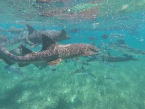 Nurding Sharks beim Schnorcheln in Belize