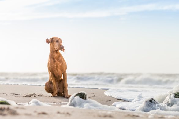 Hund sitzt am Sylter Strand