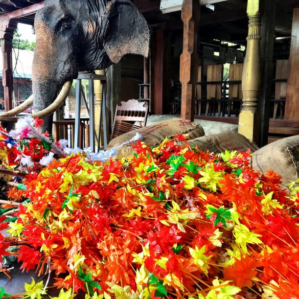 Blumenmeer vor heiligem Elefant im Gangaramaya Heiligtum auf Sri Lanka