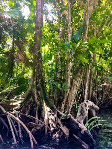 Mangroven am Rio Dulce