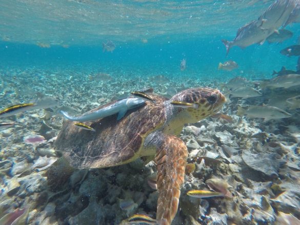 Schildkröte mit Fischen beim Schnorcheln in Caye Caulker